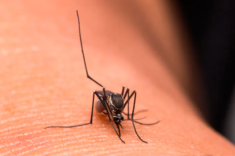 "¿Puedo infectarme con el VIH por la picadura de un mosquito u otro insecto?"