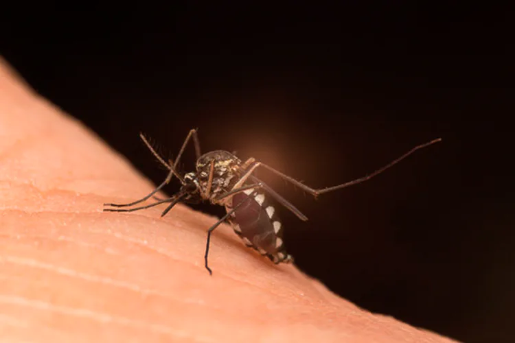 Un pez surcoreano podría ingresar a las filas de combate contra la malaria, una enfermedad que mata un millón de personas cada año. Se trata de la locha de fango, o misgurnus mizolepis, que se alimenta de las larvas de mosquito que transmiten la enfermedad. Un equipo de científicos surcoreanos de la Universidad de Kosin implantó las lochas en varias plantaciones de arroz en Corea del Sur.