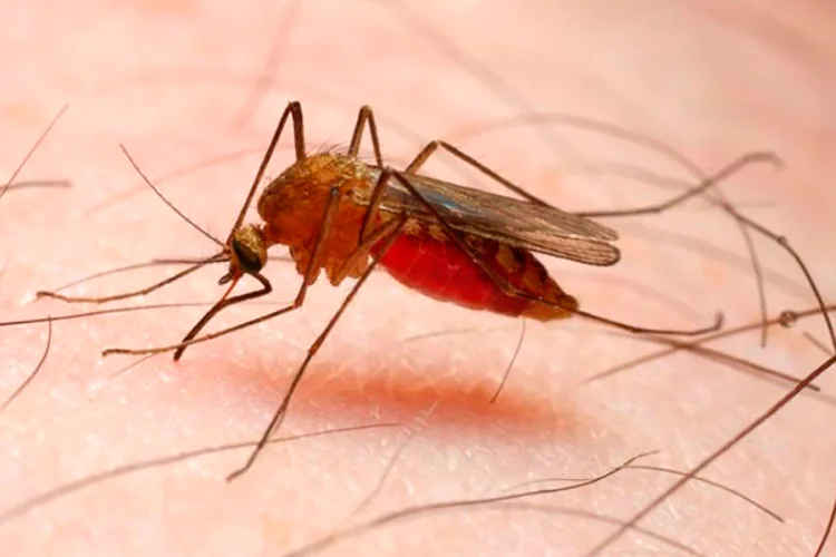 Un nuevo fármaco contra la malaria en el que se tienen grandes esperanzas es actualmente Probados en seres humanos. Según científicos, esta medicina podría convertirse en la nueva gran arma en la guerra contra la malaria, en la que por décadas se ha buscado un medicamento barato y efectivo.  El fármaco (llamado 0 Z 2 7 7) está basada en un antiguo remedio de hierbas chino contra la fiebre que se ha conocido por más de mil quinientos años.