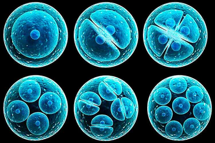 Células madre contra la infertilidad