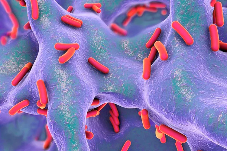 Así actúa el nuevo antibiótico para combatir infecciones hospitalarias resistentes