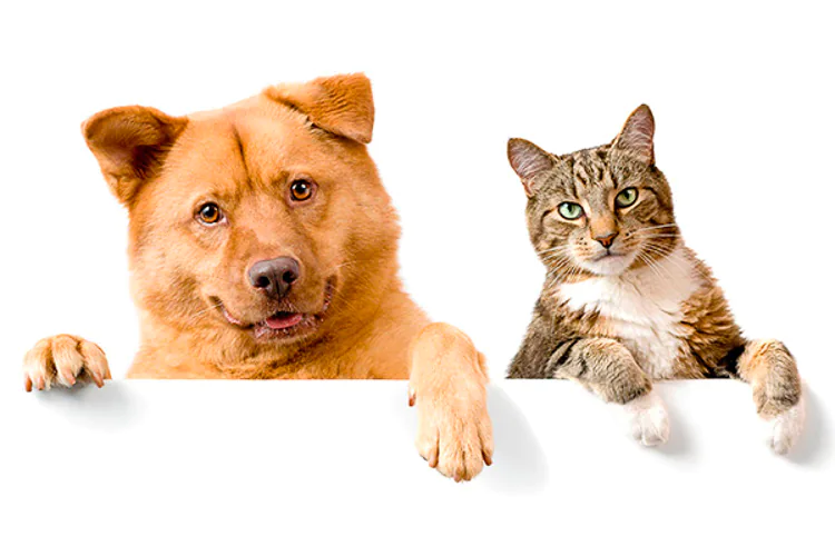 Usted no tiene que deshacerse de su mascota. Aunque los riesgos son bajos, usted puede contrae una infección de mascotas u otros animales. Es suficiente tomar algunas simples precauciones con respecto a las mascotas y otros animales. El VIH no puede ser propagado a través de gatos, perros, aves u otras mascotas. La mayor parte de las personas con el virus de inmunodeficiencia humana (VIH) pueden y deberían retener sus mascotas. Tener una mascota puede ser gratificante. Las mascotas pueden ayudarle a sentirse psicológica e incluso físicamente mejor.